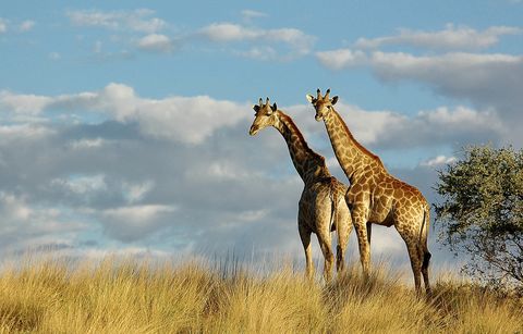 Ontdekkingsreis Zuid Afrika 2026